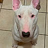Bruno joined the competition — help win amazing prizes! dog, bull_terrier, white_dog, pet, animal, canine, ears, nose, floor_tiles, indoor, looking_up, sitting, closeup, portrait, pink_ears, black_nose, curious, cute, domestic, companion