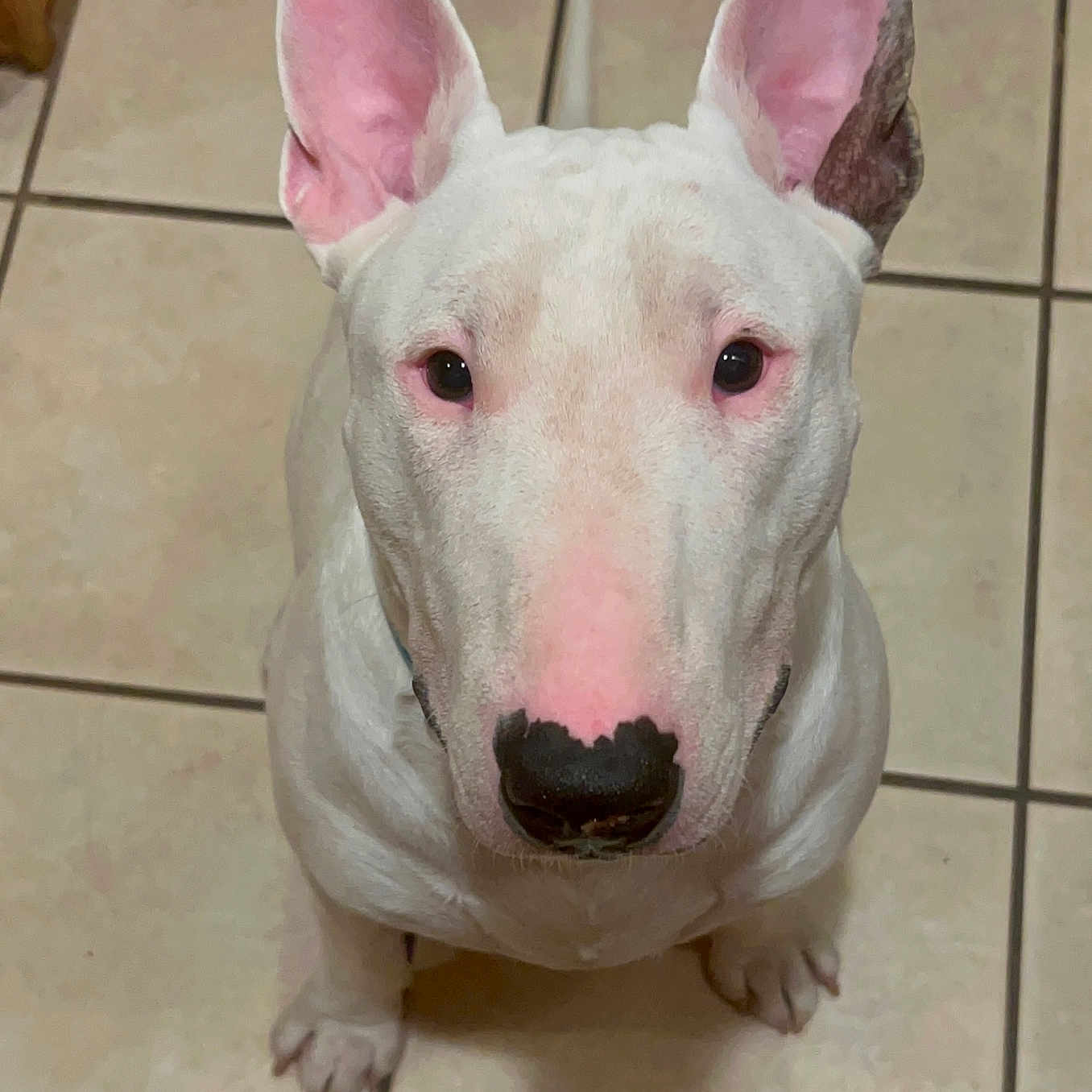 Bruno
