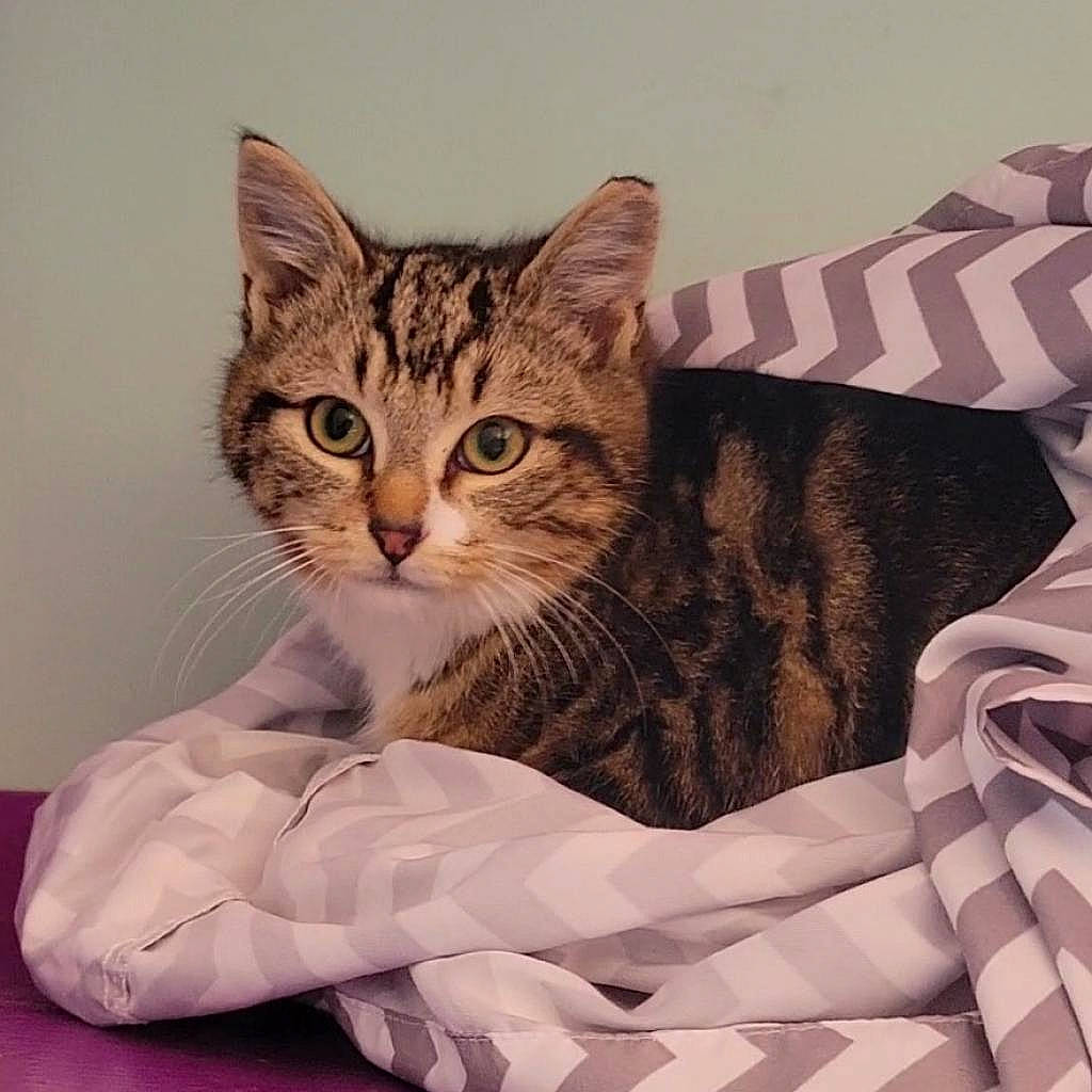 Beauregard joined the competition — help win amazing prizes! bed, carnivore, cat, claw, comfort, domestic_short_haired_cat, felidae, flag_of_the_united_states, fur, linens, pattern, paw, sitting, sleeve, small_to_medium_sized_cats, snout, whiskers, window