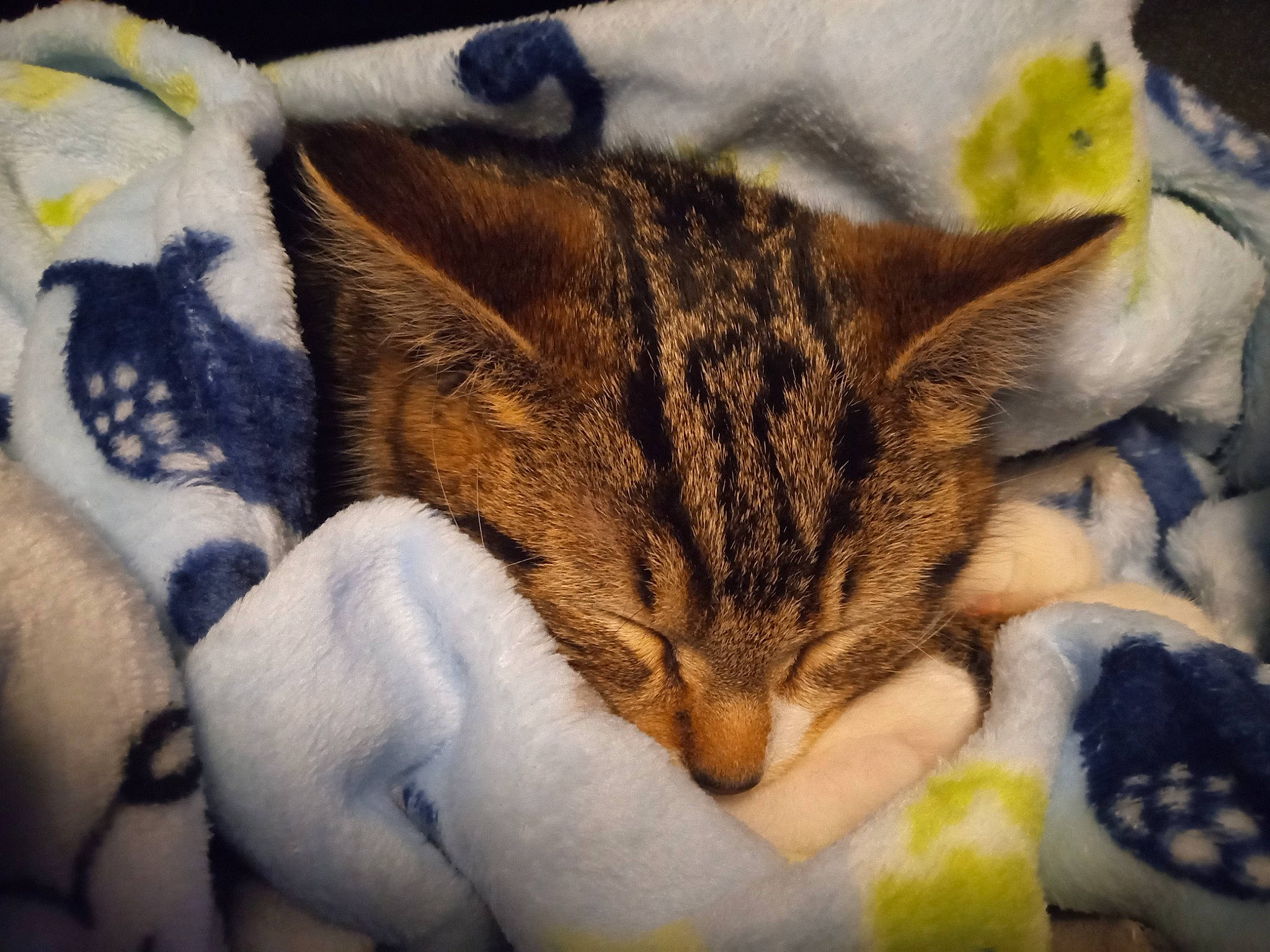 Beauregard is registered to the contest to win money with this photo: bedding, carnivore, cat, claw, cloud, comfort, domestic_short_haired_cat, eye, fawn, felidae, fur, linens, mammal, paw, sky, small_to_medium_sized_cats, snout, tail, textile, whiskers