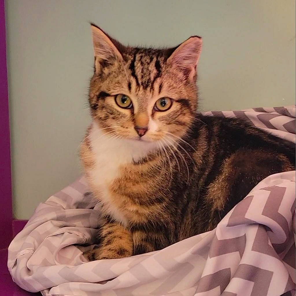 Beauregard is registered to the contest to win money with this photo: carnivore, cat, comfort, domestic_short_haired_cat, eye, felidae, fur, paw, sitting, small_to_medium_sized_cats, snout, tail, terrestrial_animal, whiskers, window