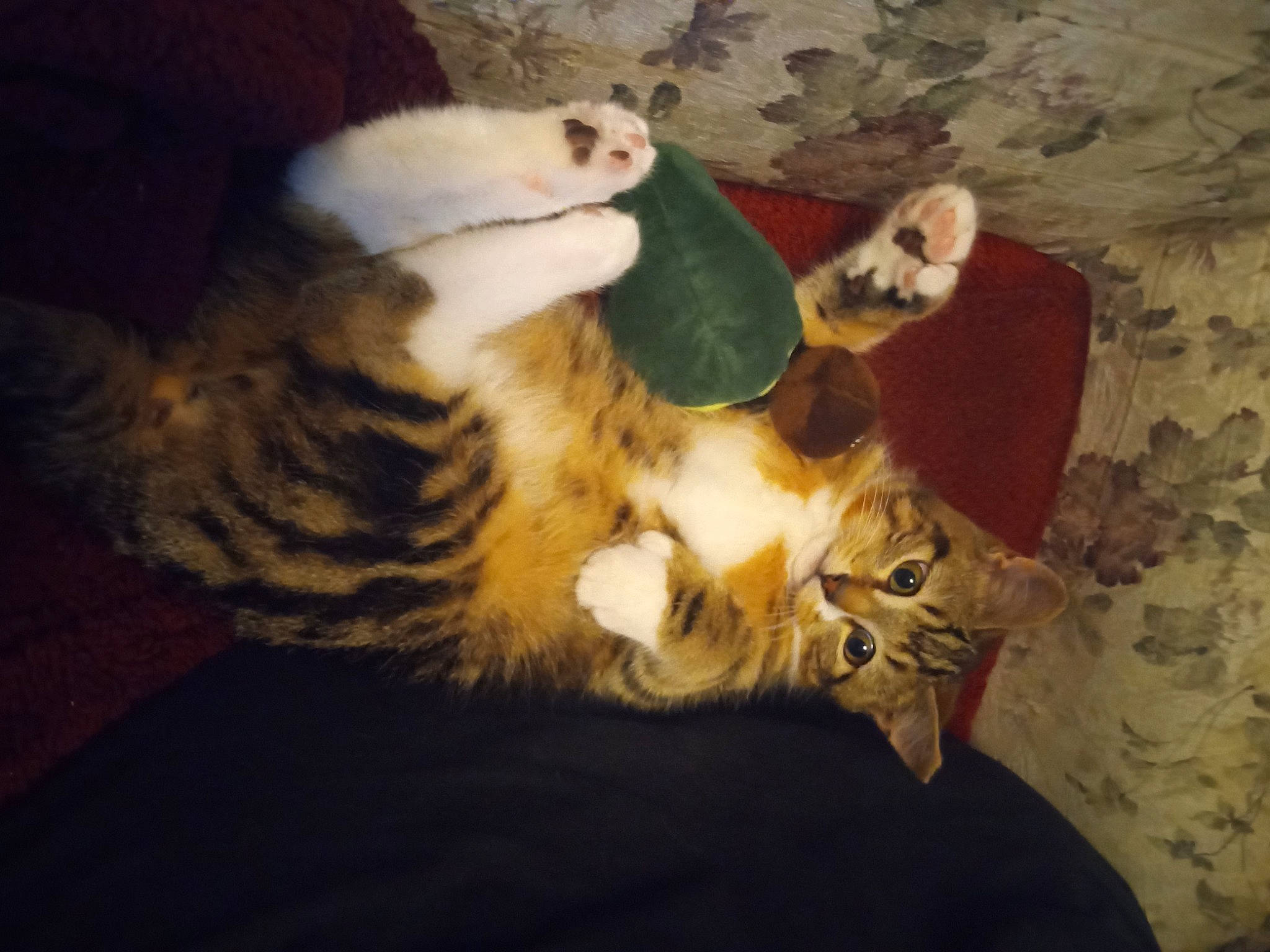 Beauregard is registered to the contest to win money with this photo: bed, big_cats, canidae, carnivore, cat, claw, comfort, companion_dog, domestic_short_haired_cat, fawn, felidae, fur, paw, small_to_medium_sized_cats, snout, tail, terrestrial_animal, toy, whiskers, wildlife