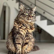 Fripon a rejoint le concours — aidez-le/la à gagner de superbes lots ! cat, tabby, fluffy, sitting, indoor, floor, green_eyes, fur, pet, animal, contemplative, modern, staircase, blurred_background, whiskers, domestic, cute, feline, portrait, relaxed