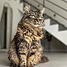 cat, tabby, fluffy, sitting, indoor, floor, green_eyes, fur, pet, animal, contemplative, modern, staircase, blurred_background, whiskers, domestic, cute, feline, portrait, relaxed