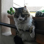 Tintin a rejoint le concours — aidez-le/la à gagner de superbes lots ! aegean_cat, cat, cat_like_mammal, domestic_long_haired_cat, domestic_short_haired_cat, fur, maine_coon, norwegian_forest_cat, ragamuffin, siberian, small_to_medium_sized_cats, snout, whiskers