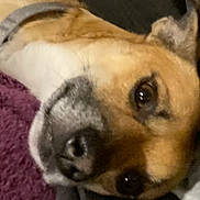 Cujo is registered to the contest to win money with this photo: dog, close_up, pet, face, fur, animal, resting, blanket, brown, black_nose, whiskers, ears, indoors, canine, cute, soft, cozy, sleepy, companion, portrait