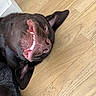 Astro a rejoint le concours — aidez-le/la à gagner de superbes lots ! dog, labrador, brown_dog, pet, lying_down, floor, wooden_floor, teeth, tongue, playful, canine, animal, close_up, indoor, funny_face, ears, nose, mouth, sleeping_area, fur