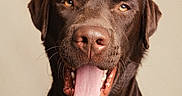 Astro a rejoint le concours — aidez-le/la à gagner de superbes lots ! dog, labrador, chocolate, pet, portrait, tongue, mouth_open, happy, canine, animal, ears, fur, closeup, studio, expression, face, brown, looking_at_camera, background, indoor