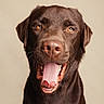 dog, labrador, chocolate, pet, portrait, tongue, mouth_open, happy, canine, animal, ears, fur, closeup, studio, expression, face, brown, looking_at_camera, background, indoor