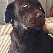 Astro a rejoint le concours — aidez-le/la à gagner de superbes lots ! dog, black_dog, pet, canine, indoor, couch, curtain, surprised_expression, fur, animal, mammal, companion, seated, looking_away, household, domestic_animal, alert, portrait, side_view, living_room