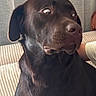 dog, black_dog, pet, canine, indoor, couch, curtain, surprised_expression, fur, animal, mammal, companion, seated, looking_away, household, domestic_animal, alert, portrait, side_view, living_room
