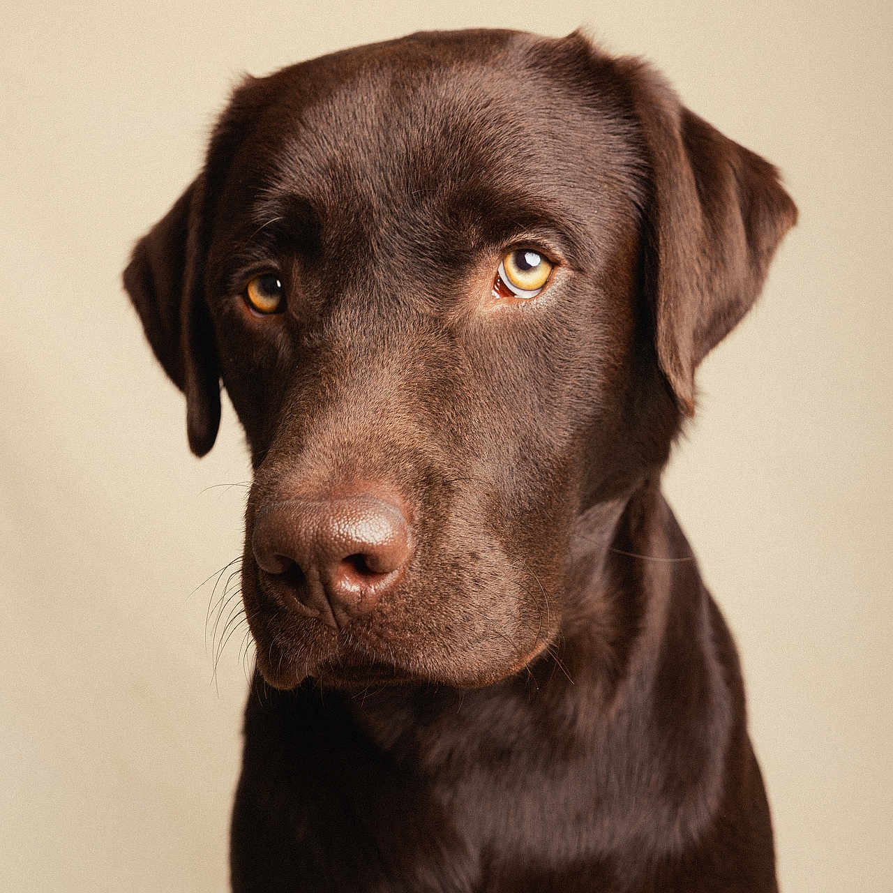 Astro a rejoint le concours — aidez-le/la à gagner de superbes lots ! dog, labrador, chocolate_labrador, pet, animal, portrait, close_up, brown, fur, canine, looking_away, studio, background, eyes, snout, ears, muzzle, domestic_animal, expression, companion