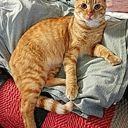 Beans joined the competition — help win amazing prizes! animal, cat, clothes, cozy, curious, cute, domestic, fabric, feline, indoor, mammal, orange_tabby, pet, portrait, relaxed, resting, soft, striped, tail, whiskers