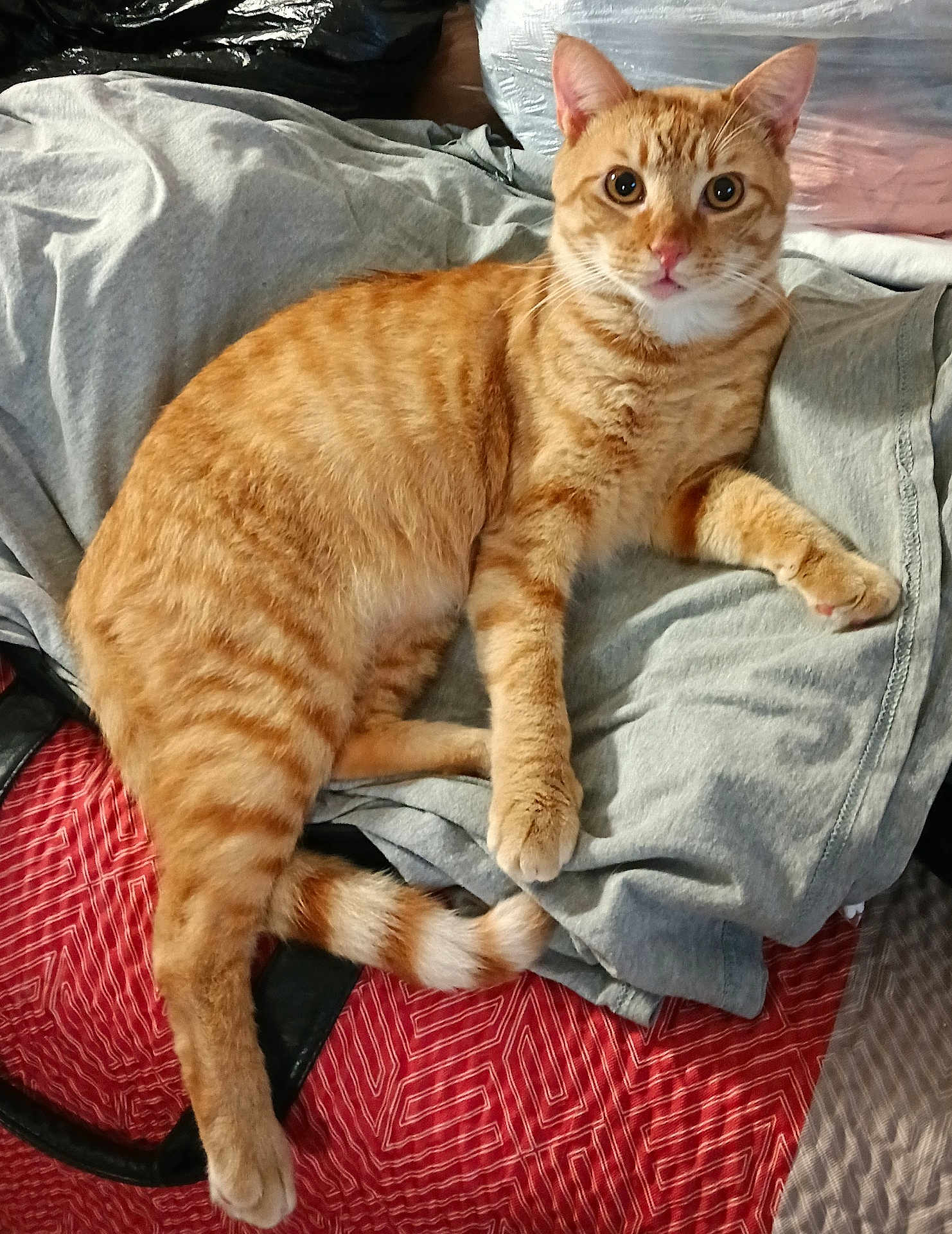 Beans
