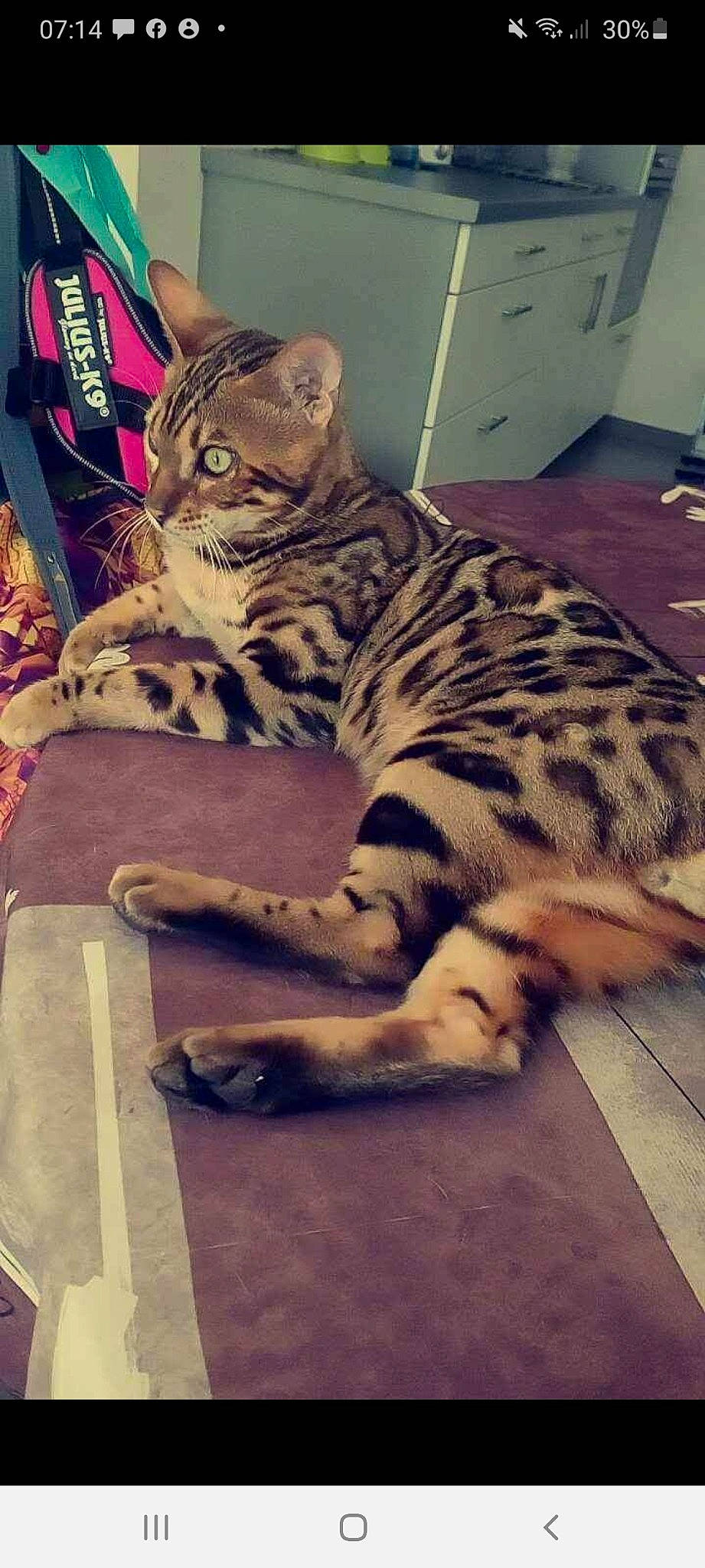 Diamond participe au concours pour gagner de l'argent avec cette photo : cabinetry, carnivore, cat, comfort, domestic_short_haired_cat, felidae, floor, flooring, fur, hardwood, pattern, paw, refrigerator, sitting, small_to_medium_sized_cats, snout, tail, terrestrial_animal, whiskers, wood