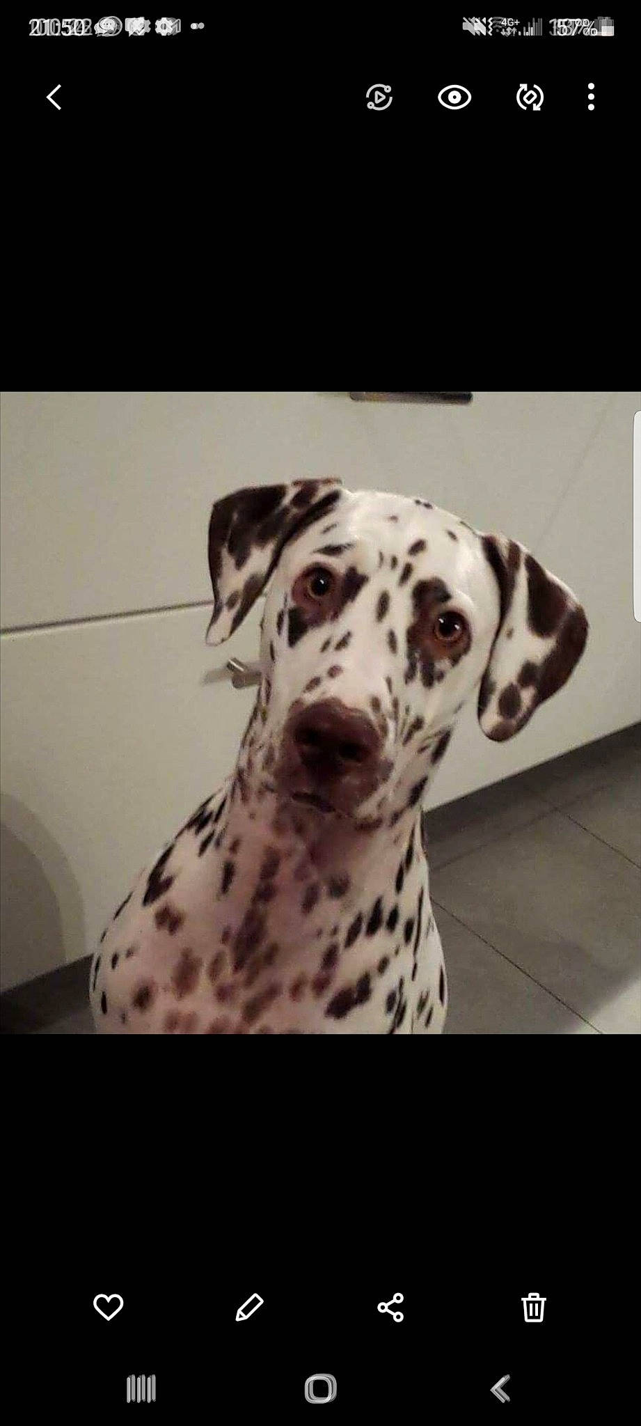 Eden participe au concours pour gagner de l'argent avec cette photo : canidae, carnivore, companion_dog, dalmatian, dog, dog_breed, fawn, metal, monochrome, monochrome_photography, non_sporting_group, pattern, snout, sporting_group, style, terrestrial_animal, whiskers, working_animal, working_dog