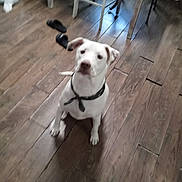 Milo joined the competition — help win amazing prizes! dog, white_dog, indoor, wooden_floor, collar, bandana, chair, slippers, pet, flooring, animal, domestic_animal, canine, looking_up, sitting, furniture, home, household, blurry, floor