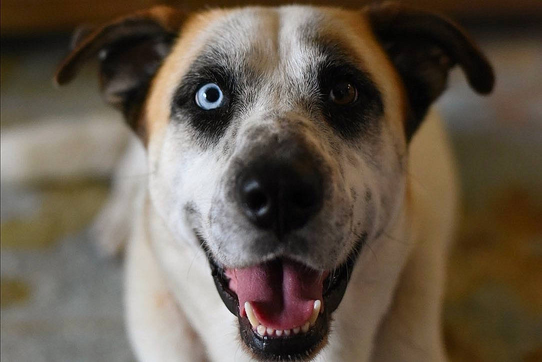 Remy is registered to the contest to win money with this photo: ancient_dog_breeds, canidae, carnivore, collar, companion_dog, cordoba_fighting_dog, dog, dog_breed, dog_collar, fawn, fur, non_sporting_group, snout, sporting_group, street_dog, terrestrial_animal, whiskers, working_animal, working_dog