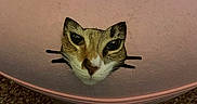 Mable Ann joined the competition — help win amazing prizes! cat, feline, pet, animal, face, head, whiskers, ears, eyes, nose, fur, tabby, brown, white, cushion, zipper, fabric, carpet, indoors, portrait