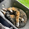 Mable Ann is registered to the contest to win money with this photo: cat, cats, sleeping, napping, curled_up, calico_cat, tabby_cat, white_paws, whiskers, pink_nose, fur, pet, animal, hammock, blanket, star_pattern, window, sunlight, grass, cozy