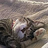 Mable Ann joined the competition — help win amazing prizes! cat, gray_cat, white_cat, pet, animal, sleeping, relaxed, lying_down, upside_down, paw, pink_paw_pads, whiskers, fur, collar, bed, blanket, bedding, cozy, indoor, portrait