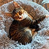cat, calico_cat, feline, pet, animal, fluffy_bed, donut_bed, cozy, sleeping, lounging, curled_tail, whiskers, green_eyes, fur, tri_color, indoor, bedroom, blanket, relaxed, portrait