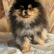 Vegas participe au concours pour gagner de l'argent avec cette photo : dog, pomeranian, fluffy, fur, pet, portrait, close_up, indoor, small_dog, sitting, paws, face, eyes, nose, whiskers, fuzzy, brown_black, background_pattern, plastic_sheet, cute