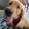 animal, bandana, chair, close_up, couch, dog, floppy_ears, golden_fur, golden_retriever, happy, home, indoors, kitchen, nose, pet, plaid, portrait, puppy, smiling, tongue