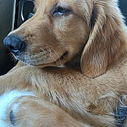 Ranger joined the competition — help win amazing prizes! dog, puppy, golden_retriever, fluffy, fur, sleeping, resting, close_up, portrait, snout, nose, ear, whiskers, brown, golden, car, vehicle_interior, seat, cozy, cute