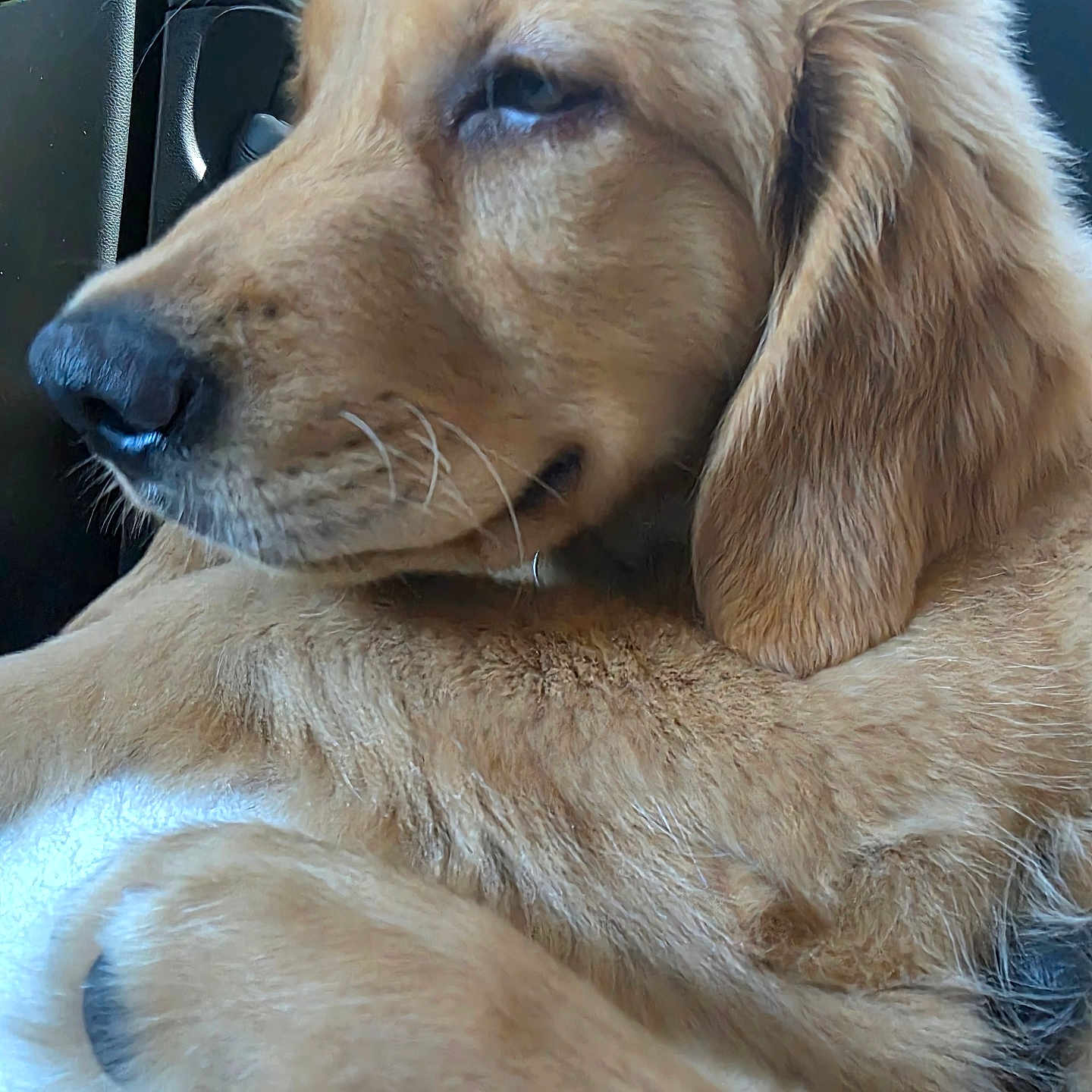 Ranger