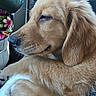 Ranger is registered to the contest to win money with this photo: dog, puppy, golden_retriever, floppy_ears, furry, sleeping, relaxed, close_up, portrait, animal, pet, golden_fur, paw, muzzle, whiskers, car, vehicle, interior, road_trip, cute