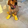 collar, dog, dog_bed, furniture, golden_retriever, happy, indoors, leash, living_room, open_mouth, pet, playful, portrait, puppy, rain_boots, sitting, sunlight, tile_floor, tongue, yellow_boots