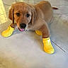 animal, cute, dog, golden_fur, golden_retriever, happy, home, indoor, lying_down, open_mouth, pet, photography, playful, portrait, puppy, reflection, sitting, tile_floor, tongue, yellow_boots