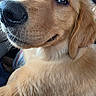 Ranger is registered to the contest to win money with this photo: dog, puppy, golden_retriever, golden_fur, close_up, portrait, muzzle, nose, floppy_ear, whiskers, brown_eyes, pet, animal, fur, lying_down, indoor, soft_lighting, adorable, facial_expression, photography