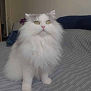 Cloud a rejoint le concours — aidez-le/la à gagner de superbes lots ! cat, fluffy_cat, long_hair, white_fur, gray_patch, yellow_eyes, whiskers, paws, bed, bedding, stripes, indoor, bedroom, portrait, pet, domestic_cat, cute, curious, cozy, looking_up