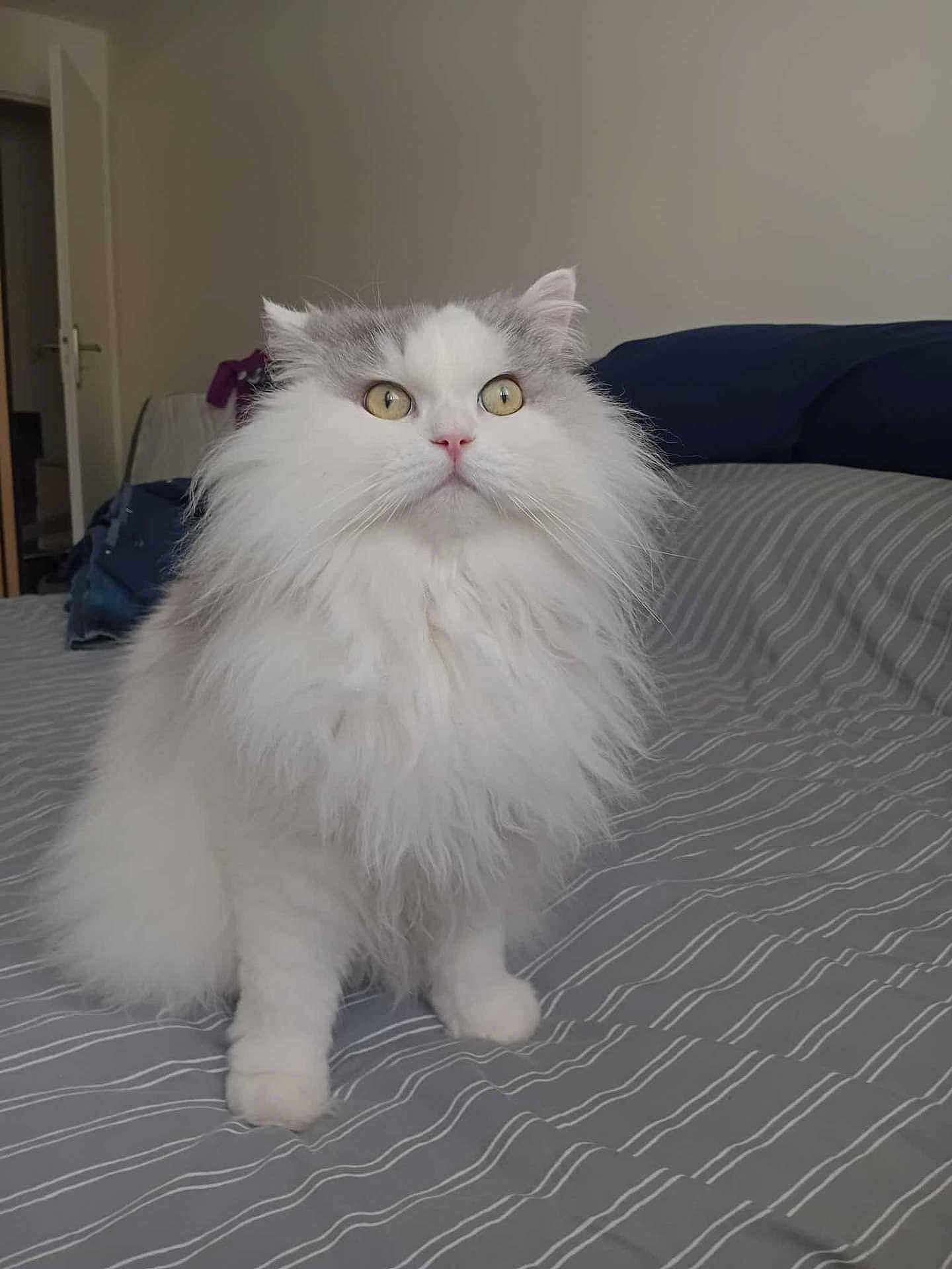 Cloud a rejoint le concours — aidez-le/la à gagner de superbes lots ! cat, fluffy_cat, long_hair, white_fur, gray_patch, yellow_eyes, whiskers, paws, bed, bedding, stripes, indoor, bedroom, portrait, pet, domestic_cat, cute, curious, cozy, looking_up