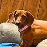 animal, blanket, brown_dog, closeup, collar, companion, couch, cute, dachshund, dog, domestic_animal, ears, indoor, looking, pet, relaxing, sitting, small_dog, snout, wooden_wall