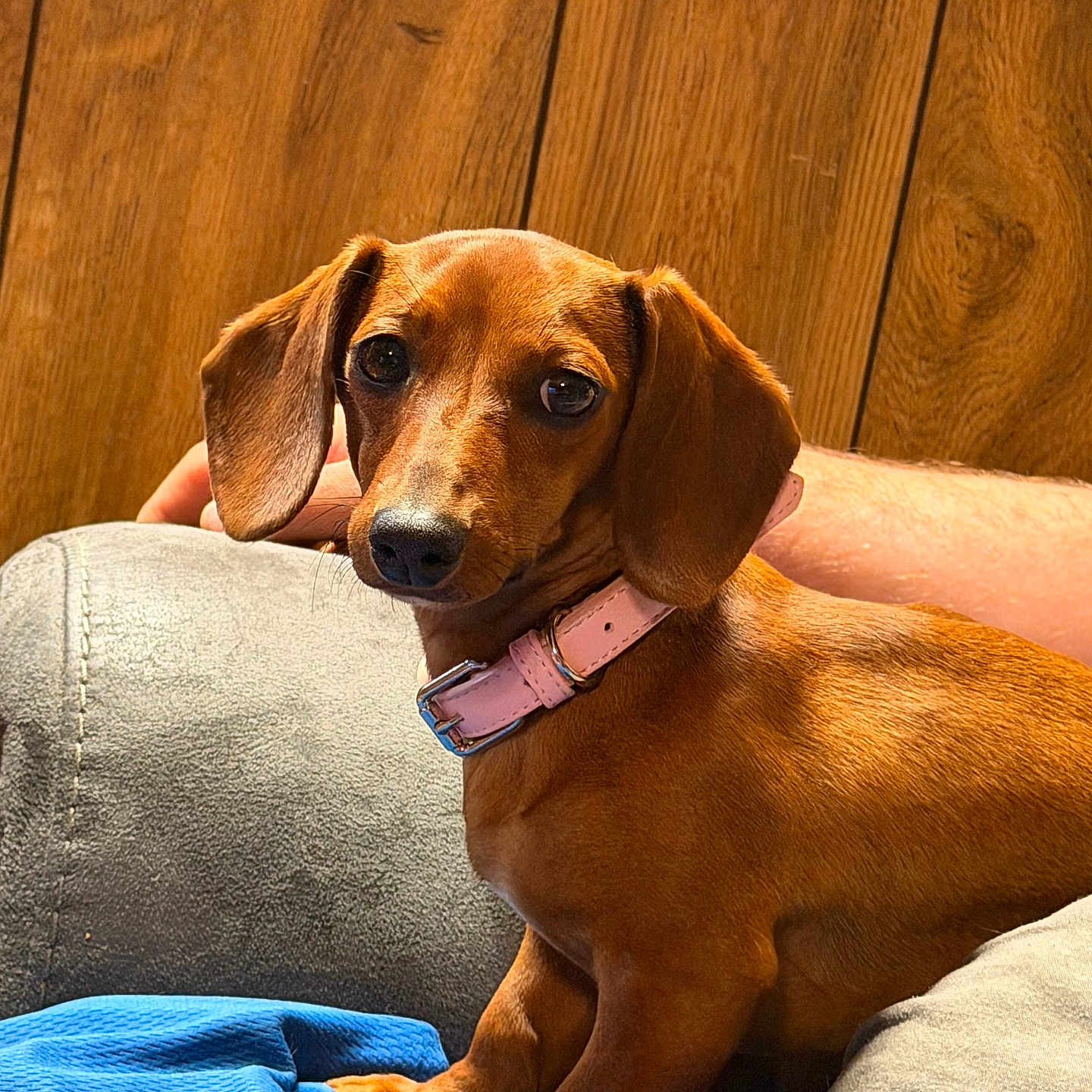 Tootsie is registered to the contest to win money with this photo: animal, blanket, brown_dog, closeup, collar, companion, couch, cute, dachshund, dog, domestic_animal, ears, indoor, looking, pet, relaxing, sitting, small_dog, snout, wooden_wall