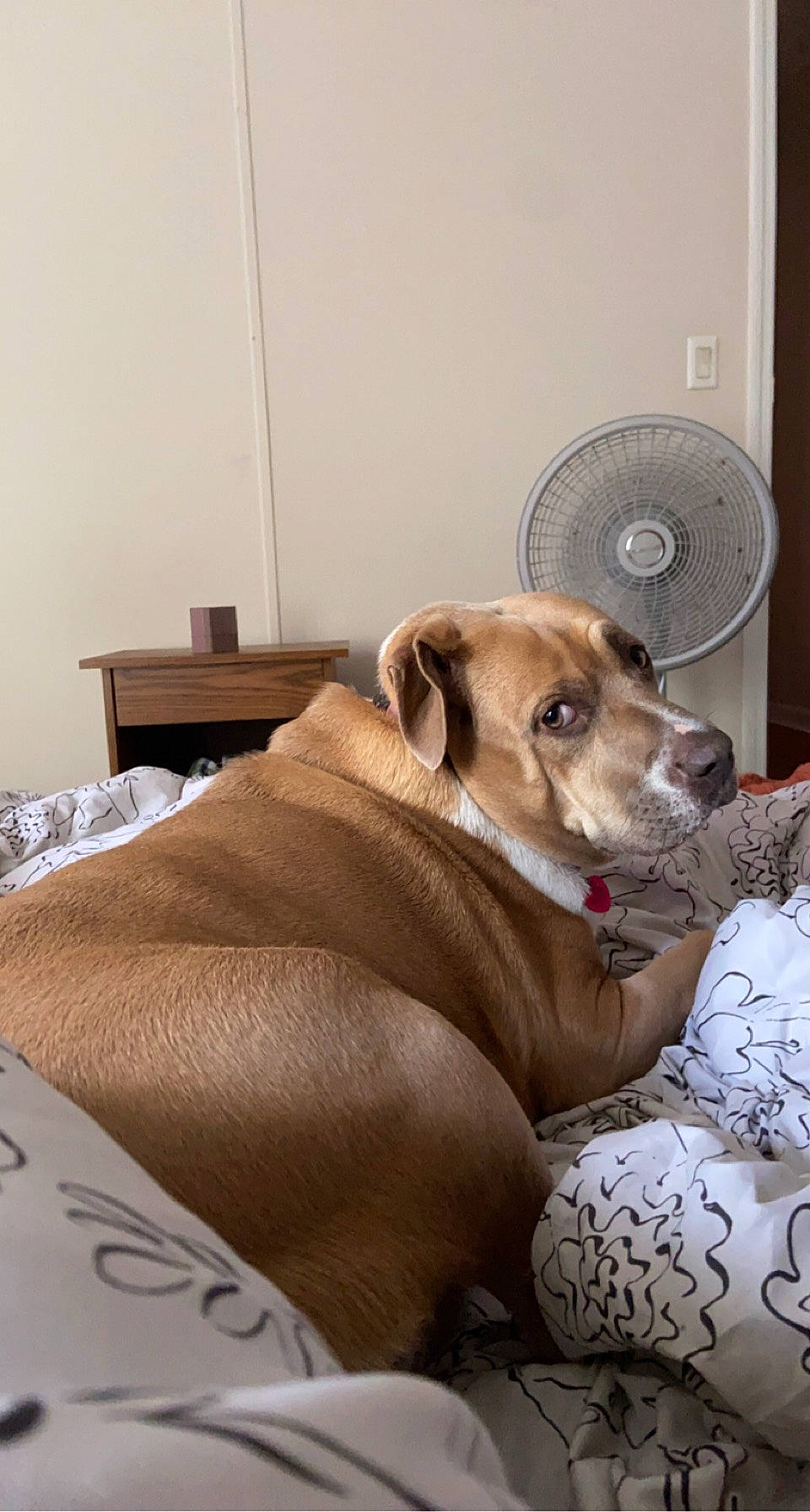 Nala joined the competition — help win amazing prizes! carnivore, collar, comfort, companion_dog, couch, dog, dog_breed, dog_collar, dog_supply, fawn, flooring, hardwood, linens, pet_supply, room, snout, sporting_group, whiskers, wood, working_animal