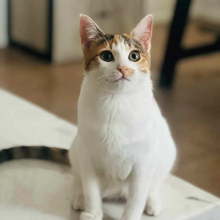 Fifi is registered to the contest to win money with this photo: abyssinian, angora, animal, cat, computerhardware, electronics, hardware, hardwood, kitten, manx, monitor, pet, plywood, screen, siamese, wood