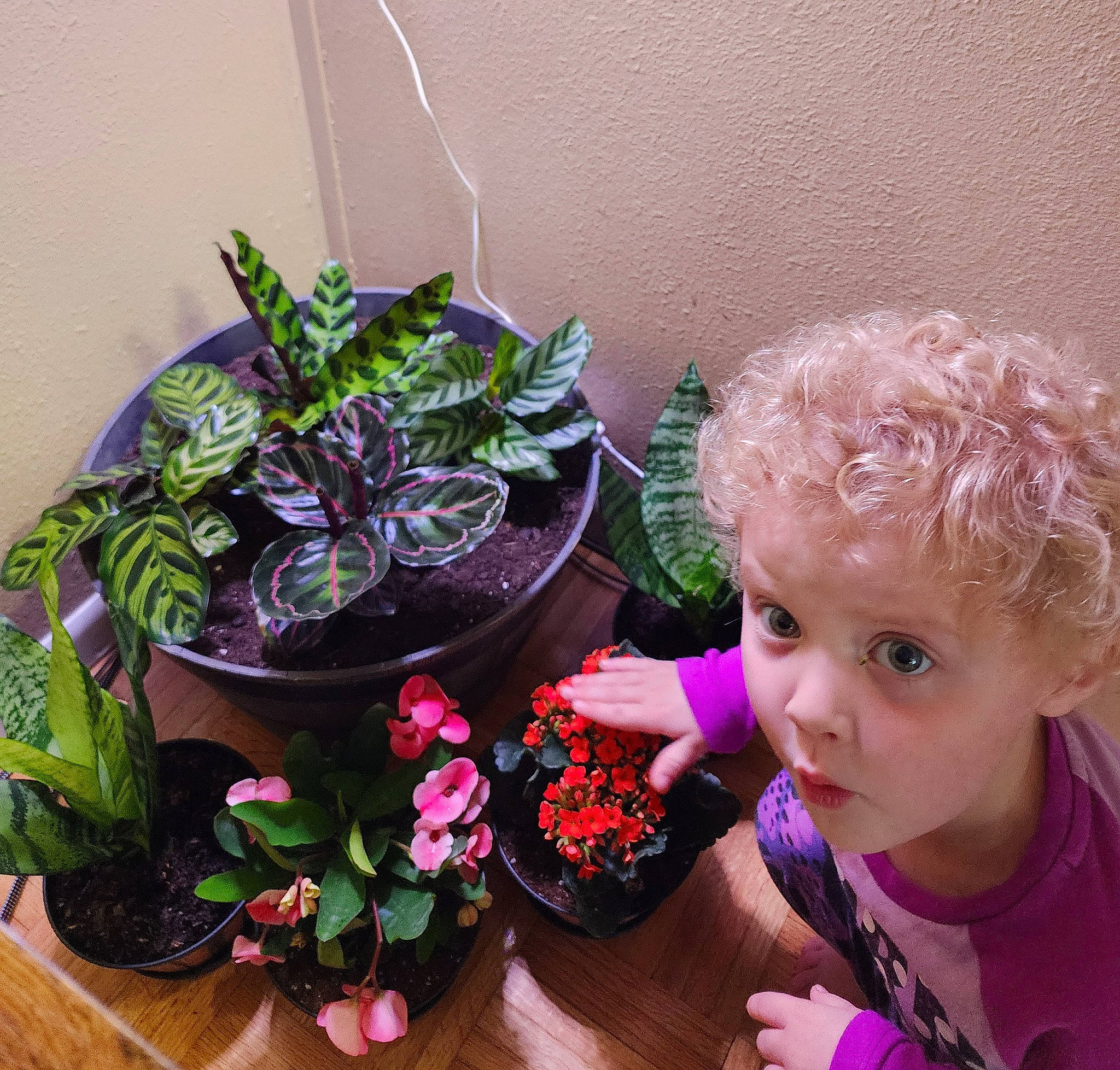 Lorraina is registered to the contest to win money with this photo: annual_plant, artificial_flower, creative_arts, cut_flowers, desk, fashion_accessory, floral_design, floristry, flower, flower_arranging, flowerpot, garden, herb, houseplant, person, petal, plant, surprise, table, tableware