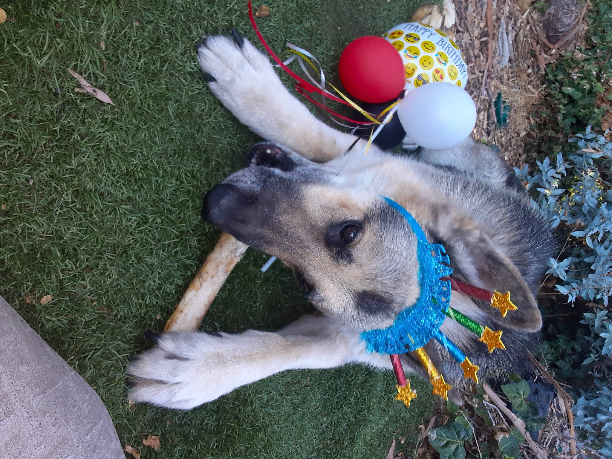 Goofy joined the competition — help win amazing prizes! ball, canidae, carnivore, christmas_ornament, collar, companion_dog, dog, dog_breed, dog_clothes, dog_collar, dog_supply, fawn, grass, leash, paw, recreation, snout, sporting_group, toy, working_animal
