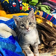 Muffy joined the competition — help win amazing prizes! kitten, cat, animal, pet, gray_and_white, blanket, pajamas, pikachu, colorful, soft, cozy, indoor, cute, fur, whiskers, sitting, person, clothing, striped_socks, playful