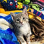 kitten, cat, animal, pet, gray_and_white, blanket, pajamas, pikachu, colorful, soft, cozy, indoor, cute, fur, whiskers, sitting, person, clothing, striped_socks, playful