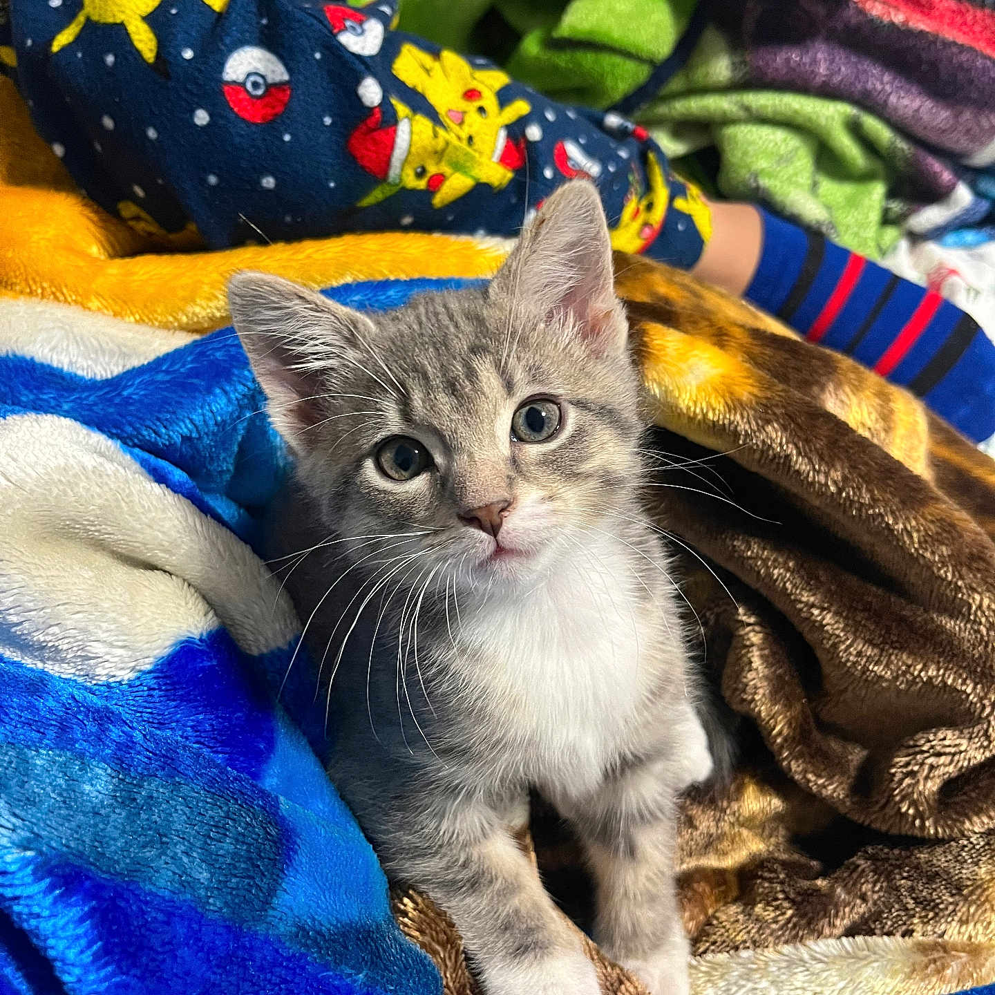 Muffy joined the competition — help win amazing prizes! animal, blanket, cat, clothing, colorful, cozy, cute, fur, gray_and_white, indoor, kitten, pajamas, person, pet, pikachu, playful, sitting, soft, striped_socks, whiskers