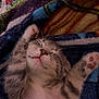 Muffy is registered to the contest to win money with this photo: kitten, sleeping, paws, blanket, cozy, cute, feline, fur, whiskers, pink_nose, relaxed, indoor, domestic_animal, striped, pet, animal, resting, soft_texture, closeup, adorable