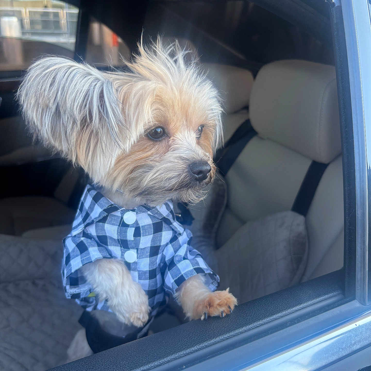 Phen Johnson joined the competition — help win amazing prizes! animal, car, checkered, close_up, curious, cute, daylight, dog, fur, interior, leather, looking_out, paws, pet, portrait, seat, seatbelt, shirt, small_dog, window