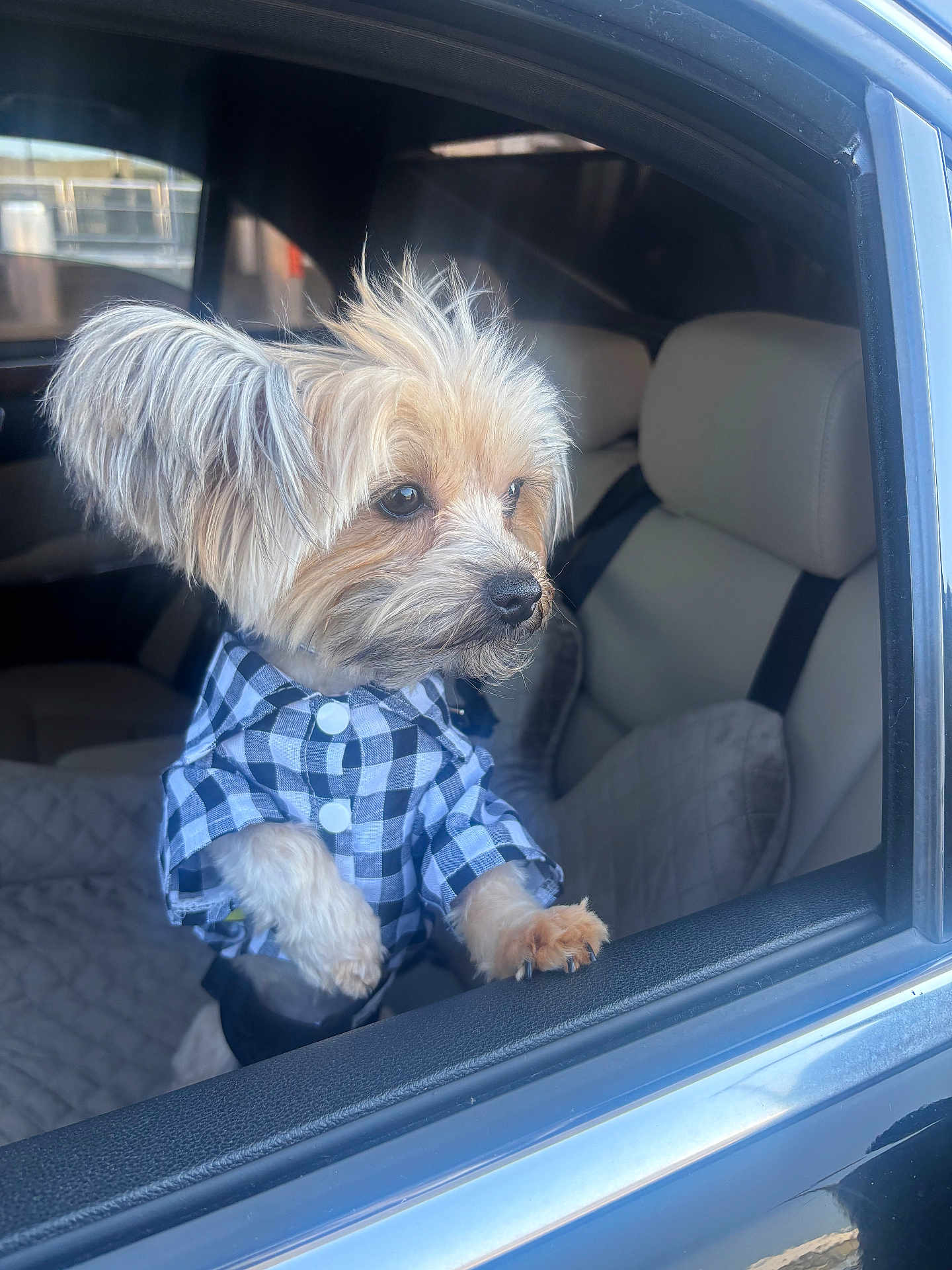 Phen Johnson joined the competition — help win amazing prizes! dog, pet, car, window, shirt, checkered, fur, animal, curious, paws, seat, interior, leather, seatbelt, cute, small_dog, portrait, looking_out, daylight, close_up