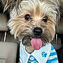 dog, tongue_out, close_up, fluffy, pet_clothing, blue_stripes, white_collar, paw_print, car_interior, beige_seat, cute, small_dog, animal, pet, portrait, furry, happy, tongue, button, ears