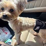 Phen Johnson is registered to the contest to win money with this photo: dog, small_dog, diaper, car_seat, pet, animal, fur, curious, indoor, sunlight, canine, vehicle_interior, seat, beige, black_diaper, closeup, cute, companion, domestic_animal, portrait